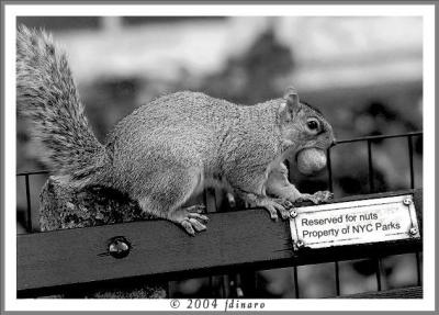 reserved for nuts3.jpg