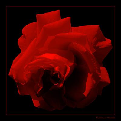 Red Rose on Black (Fragrant Cloud)