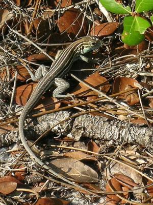 Southeastern five-lined skink   S2