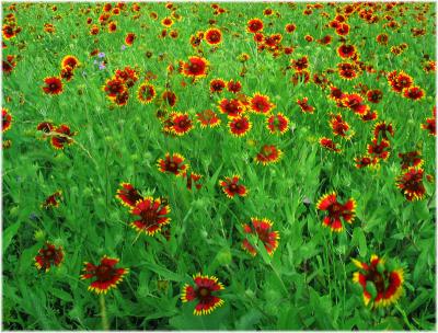 Indian Blanket