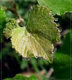 Dew