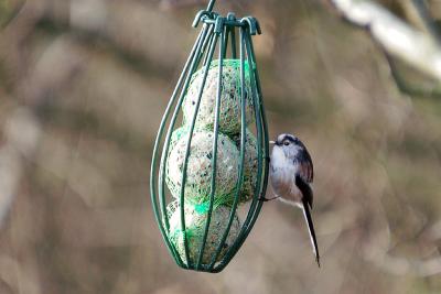 Long Tailed Tit