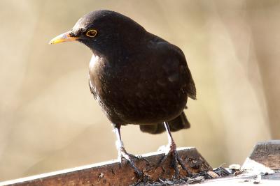 Blackbird