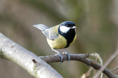 Great Tit