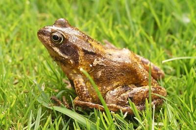 Common Frog