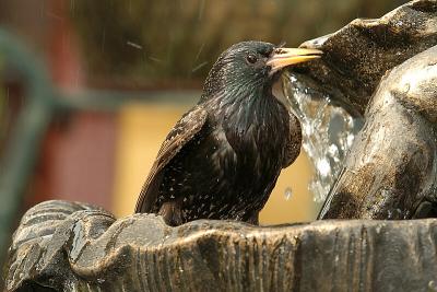 Starling