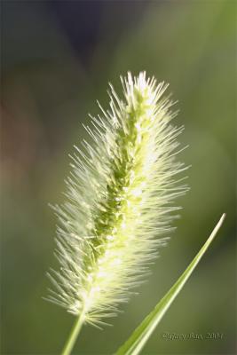napa_and_calistoga