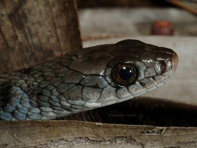 Keelback or Freshwater Snake