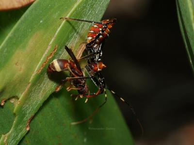 Assassin Bug (Reduviidae) with prey