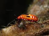 Orange Bug (Hemiptera; Heteroptera; Largidae?)