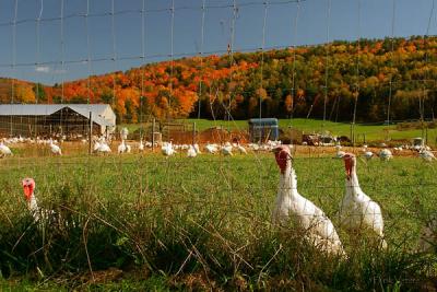 Turkey farm