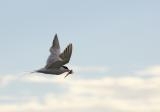 Forsters tern with fish PAB IT0L1145.jpg