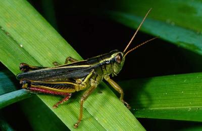 grasshopper2.jpg
