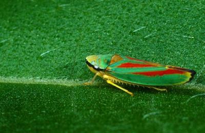 Leafhopper2.jpg