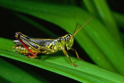 Grasshoppers    -----   Leafhoppers   -----  Crickets