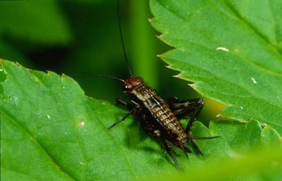 Grasshoppers    -----   Leafhoppers   -----  Crickets