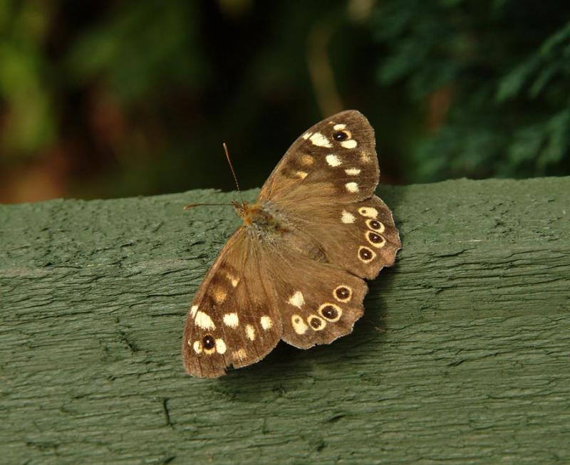 Do you know what butterfly this is
