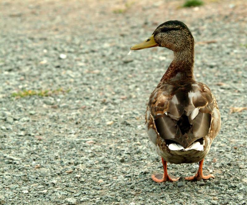 Mallard