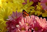 Colours