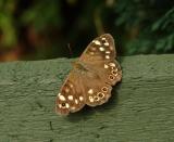 Do you know what butterfly this is