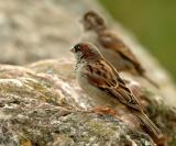 House Sparrow