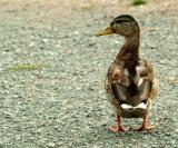 Mallard