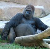 gorilla041.jpg