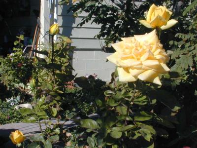 0011 roses gerlach, betty