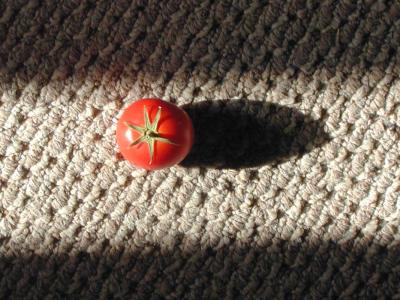 0009 ginger's last homegrown tomato of 2003