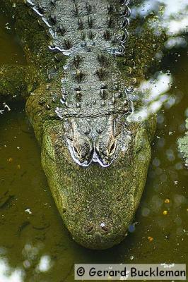 crw_2324_std.jpg