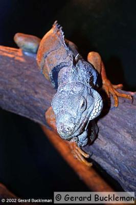 crw_2460_std.jpg