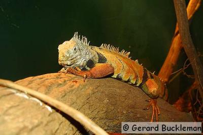 crw_2463_std.jpg