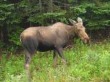 Moose were re-introduced to Cape Breton around 1947 after over-hunting practically wiped them out.