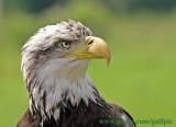 Bald Eagle with 75-300mm IS lens.