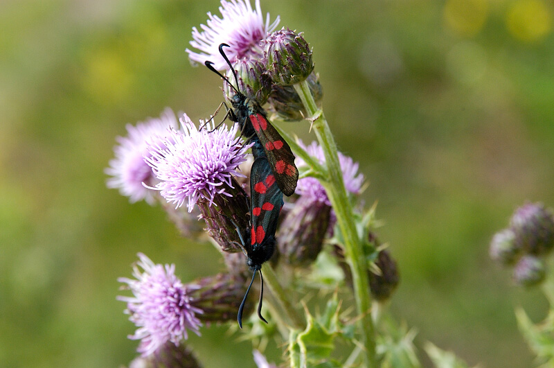 Burnet Moths