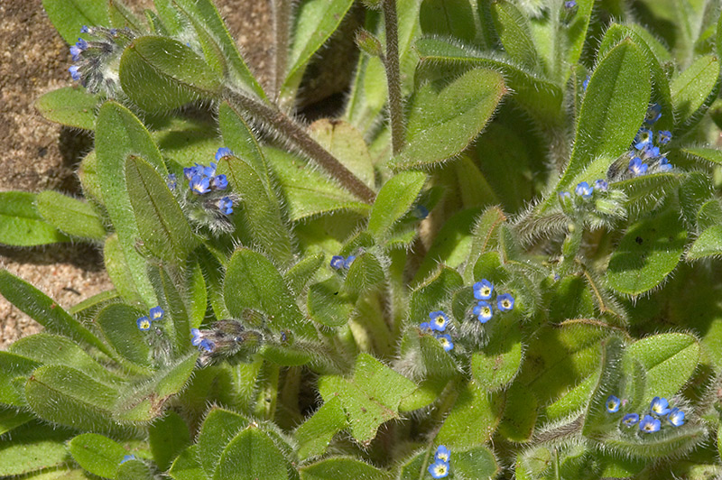 Forget-me-not