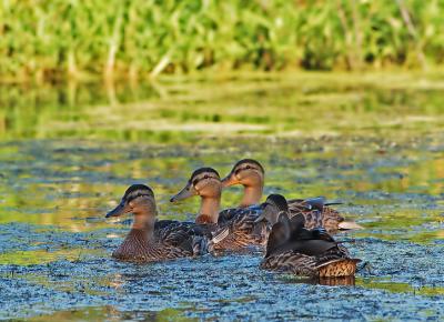 u32/gschmickle/medium/31381335.DSC_7128.jpg