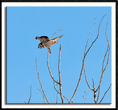 Northern Hawk Owl in Flight