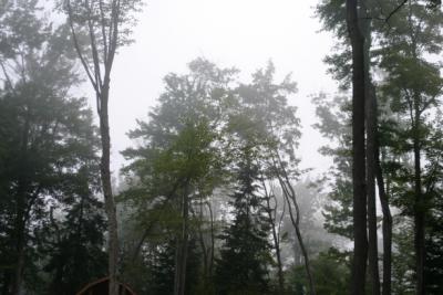 old forge trees in mist.jpg