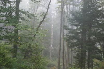 woods in the mist.jpg