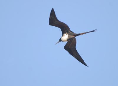 Magnificent Frigatebird