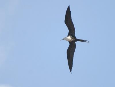 Magnificent Frigatebird