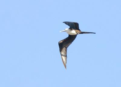 Magnificent Frigatebird