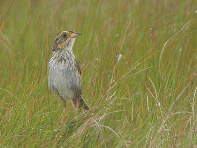 Saltmarsh Sparrow