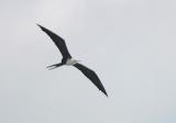 Magnificent Frigatebird