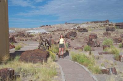 Petrified wood forest