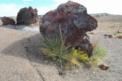 Petrified wood forest