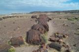 Petrified wood forest