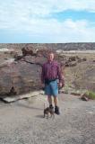 Petrified wood forest