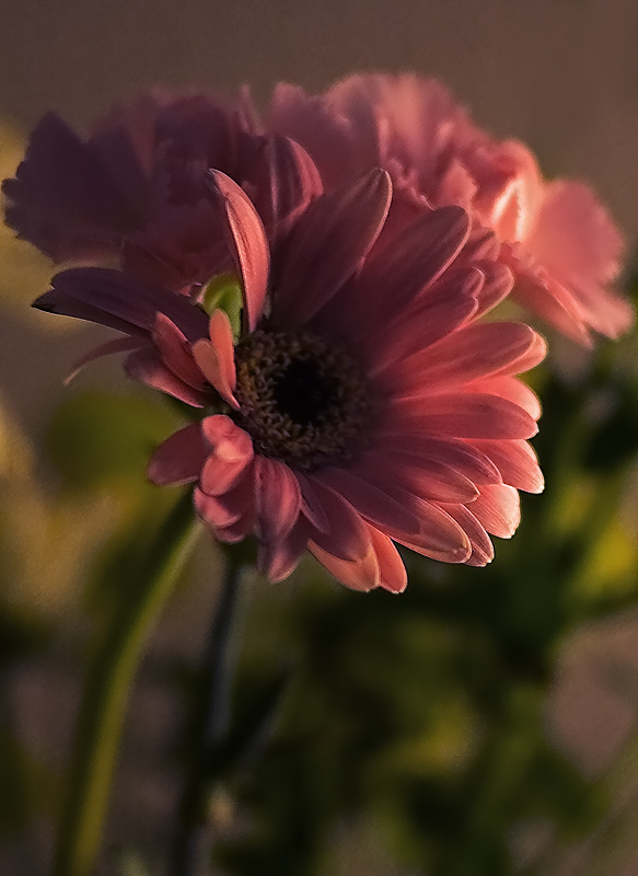 166 A Splash Of Pink.